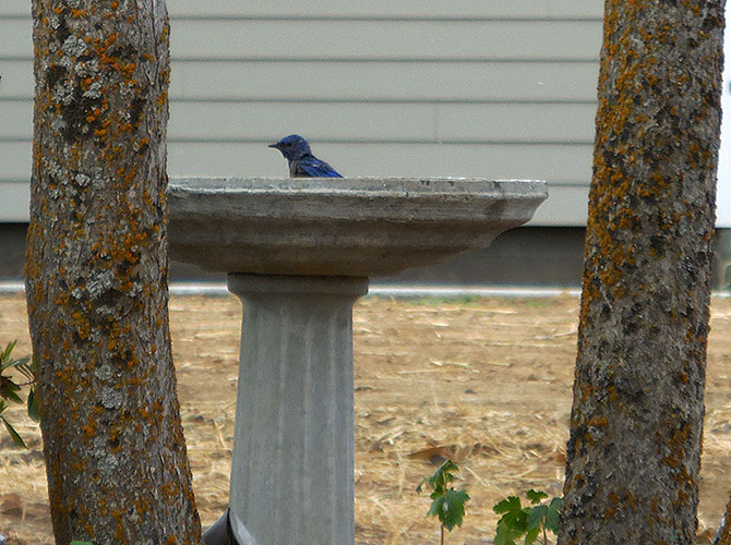 birdbath